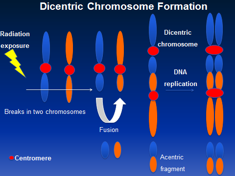 dicentric-chromosome-formation.png