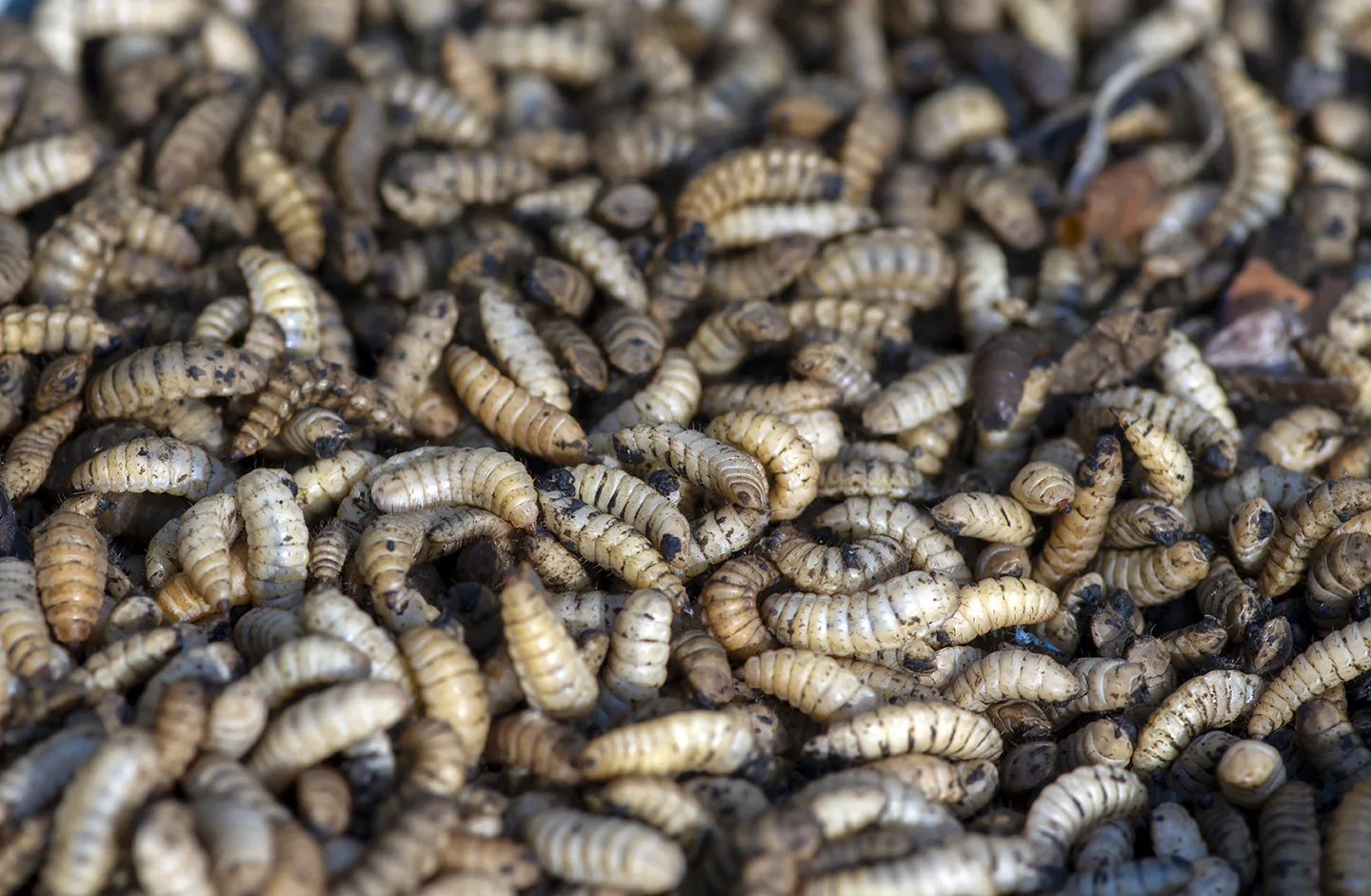 black-soldier-larva.webp