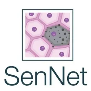 sennet.png