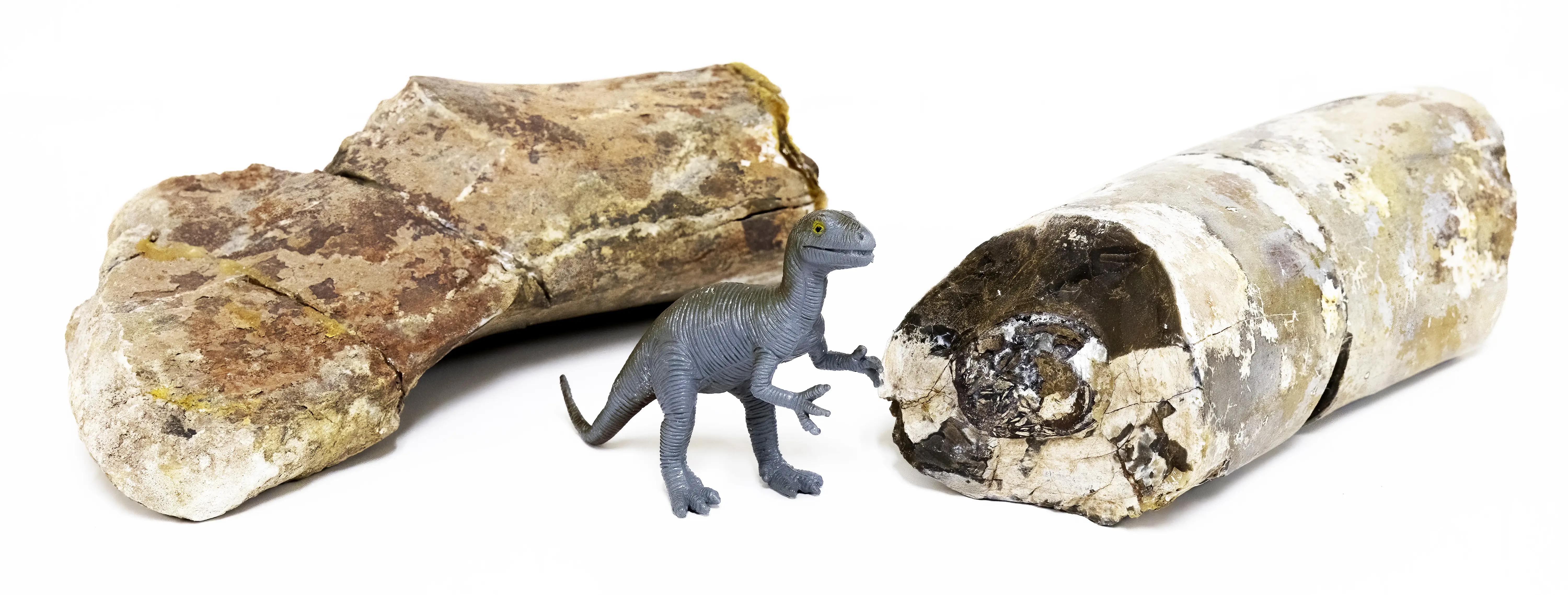 Radioactive Dinosaur Bones