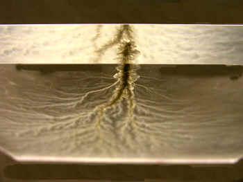 Large Lichtenberg Figure 