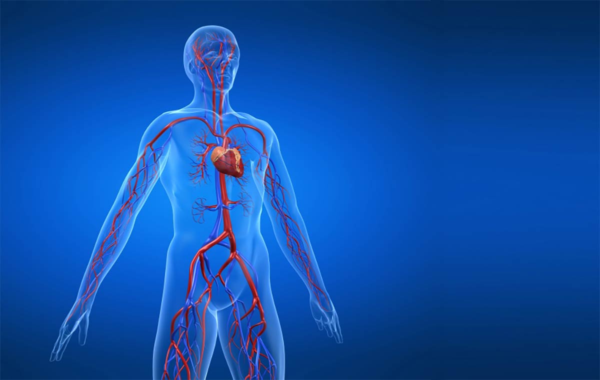 Human figure showing circulatory system