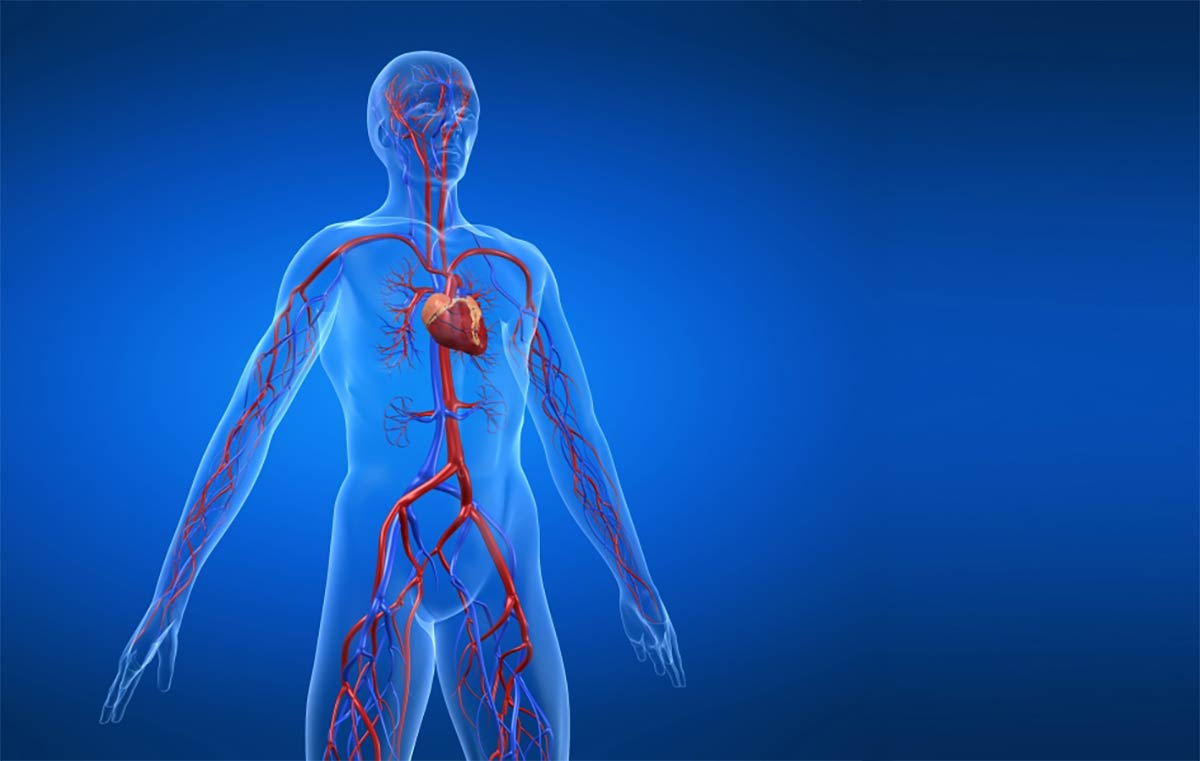 Human figure showing circulatory system